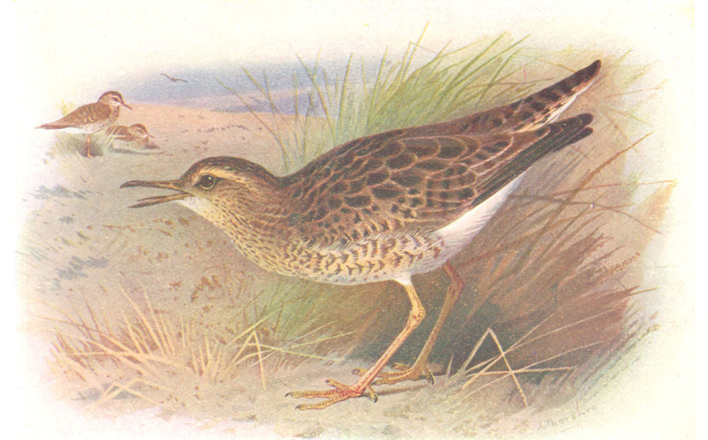 BRITISH BIRDS. Bartram's Sandpiper. THORBURN 1925 old vintage print picture